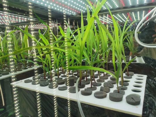 قیمت LIYI محفظه انکوباتور رشد گیاه با نورپردازی و تست آب و هوای مصنوعی محیطی 2 طرفه و 3 طرفه برای فروش